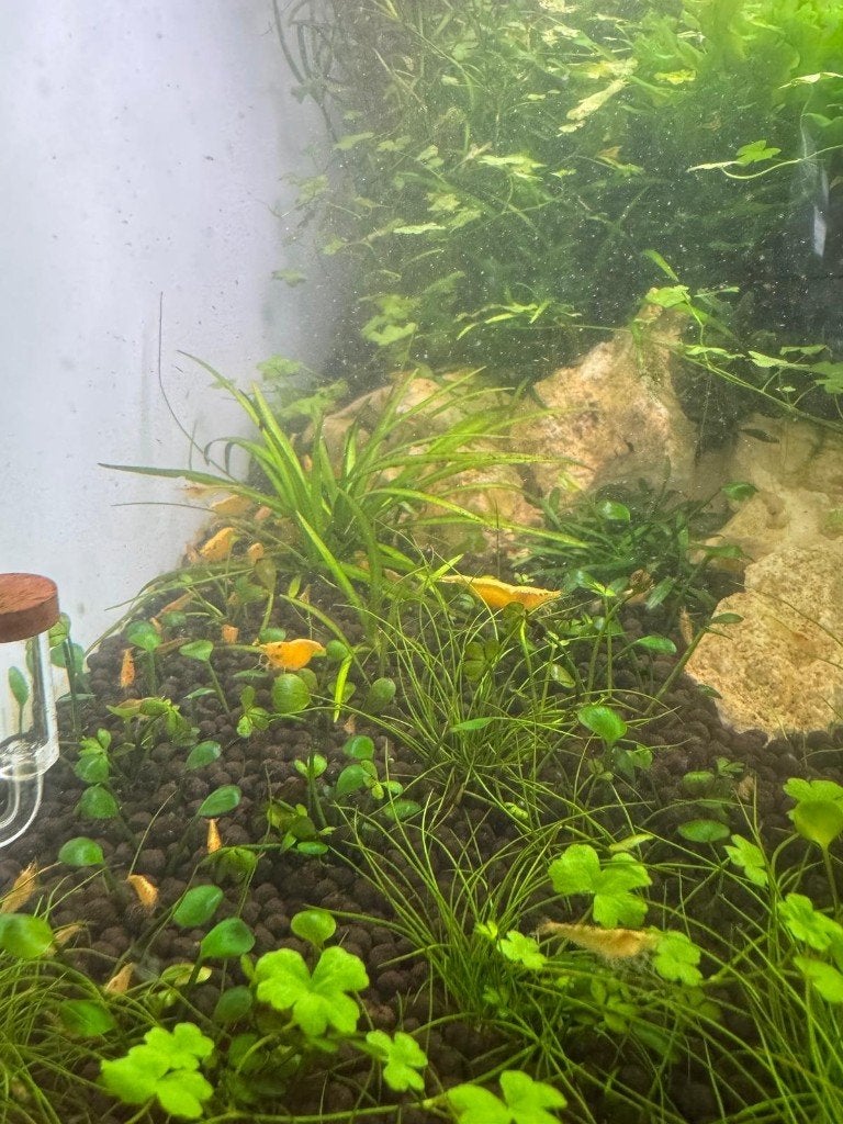 Gele Neocaridina garnalen, Kreeft, Krab of Garnaal, Zoetwatervis, Schoolvis