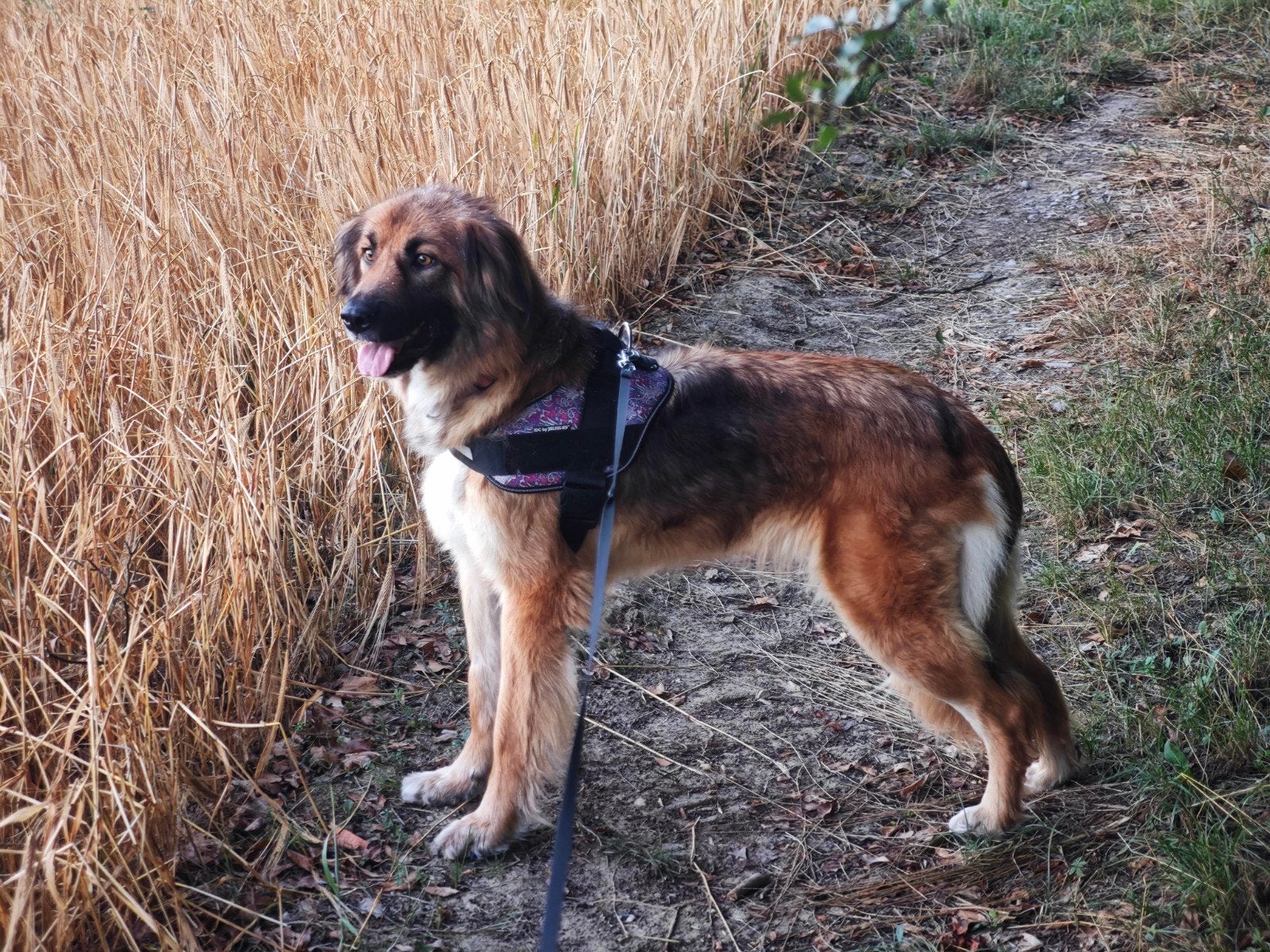 Zachtaardige German Shepherd mix Orsetta, Dieren en Toebehoren, 1 tot 2 jaar, Teef, Eén hond, Nederland