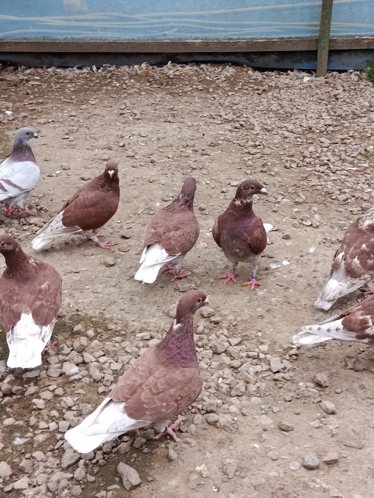 Rode Nederlandse schoonheidsduiven, Meerdere dieren, Postduif