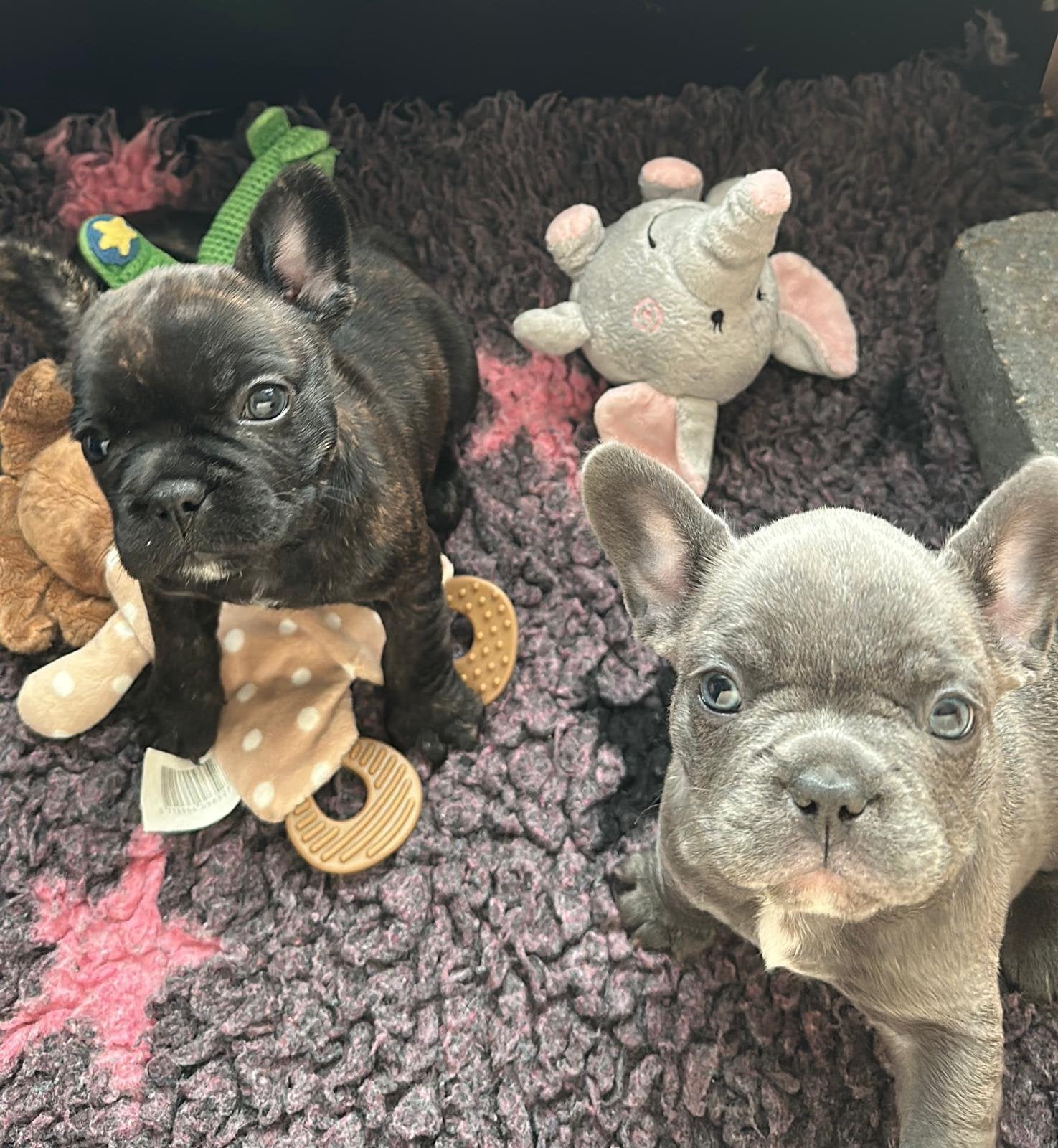 Prachtige Franse Bulldog pups met langharig DNA, Reu, 8 tot 15 weken, Parvo, Bulldog