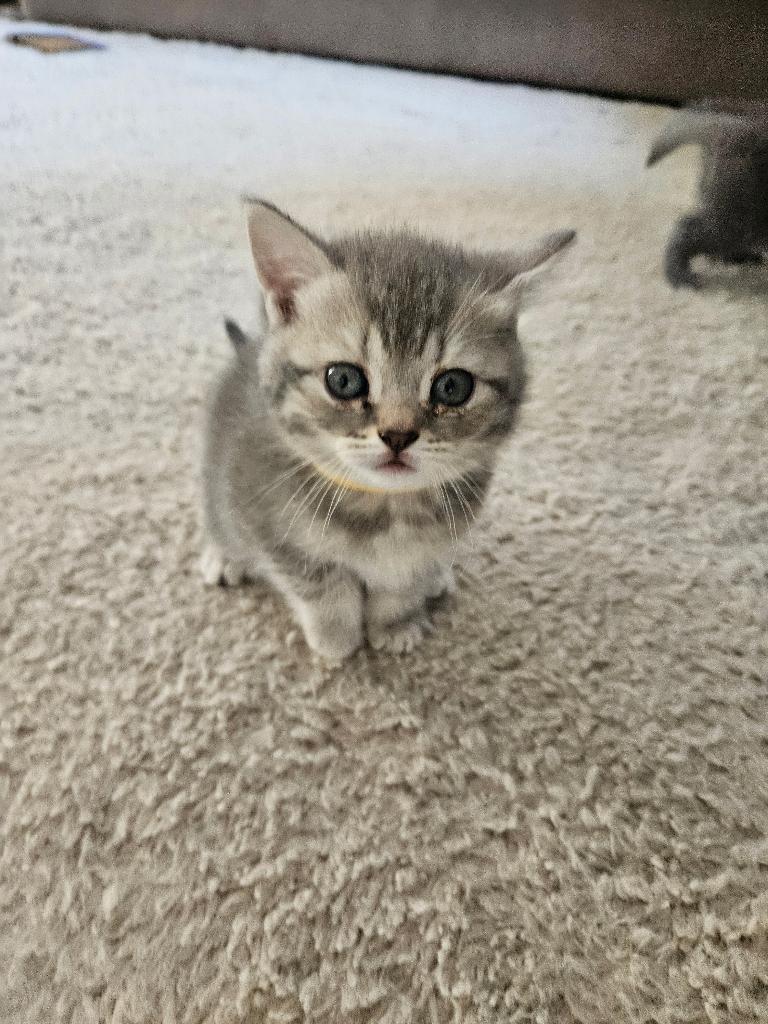 Verliefd in 3,2,1! Ontmoet onze 5 Brits Korthaar kittens!, Meerdere dieren, Ontwormd, 0 tot 2 jaar