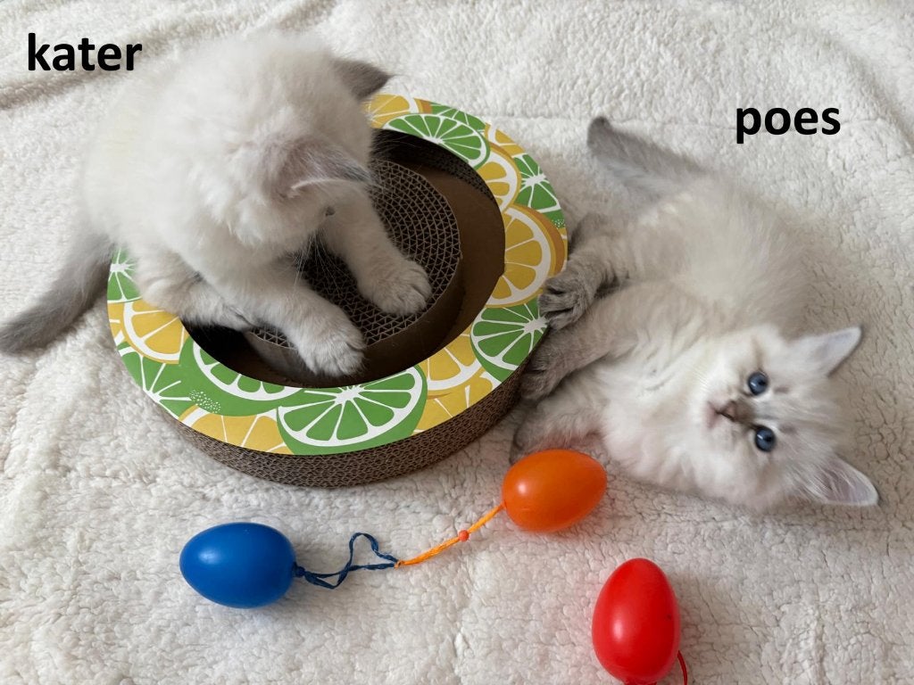 Siberische❤️ Neva Masquerade️ kittens, hypoallergeen, Meerdere dieren, 0 tot 2 jaar
