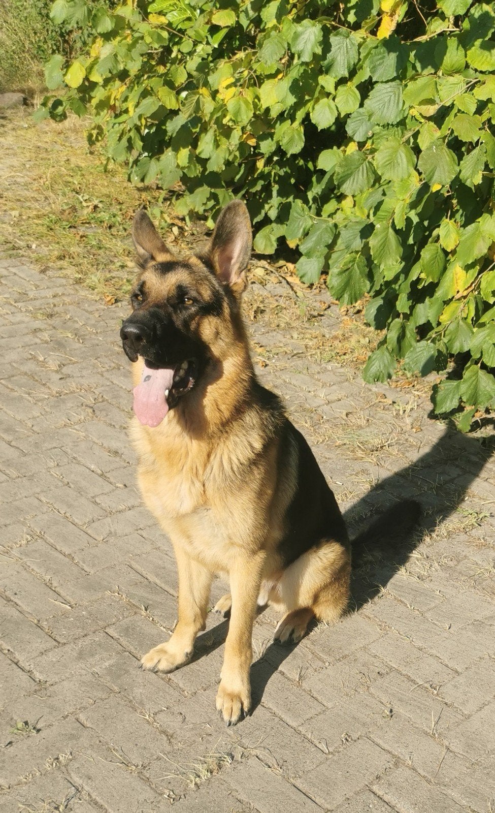 Zeer aanhankelijke Duitse Herder, Dieren en Toebehoren, Honden | Herdershonden en Veedrijvers, 15 weken tot 1 jaar, Reu, Eén hond