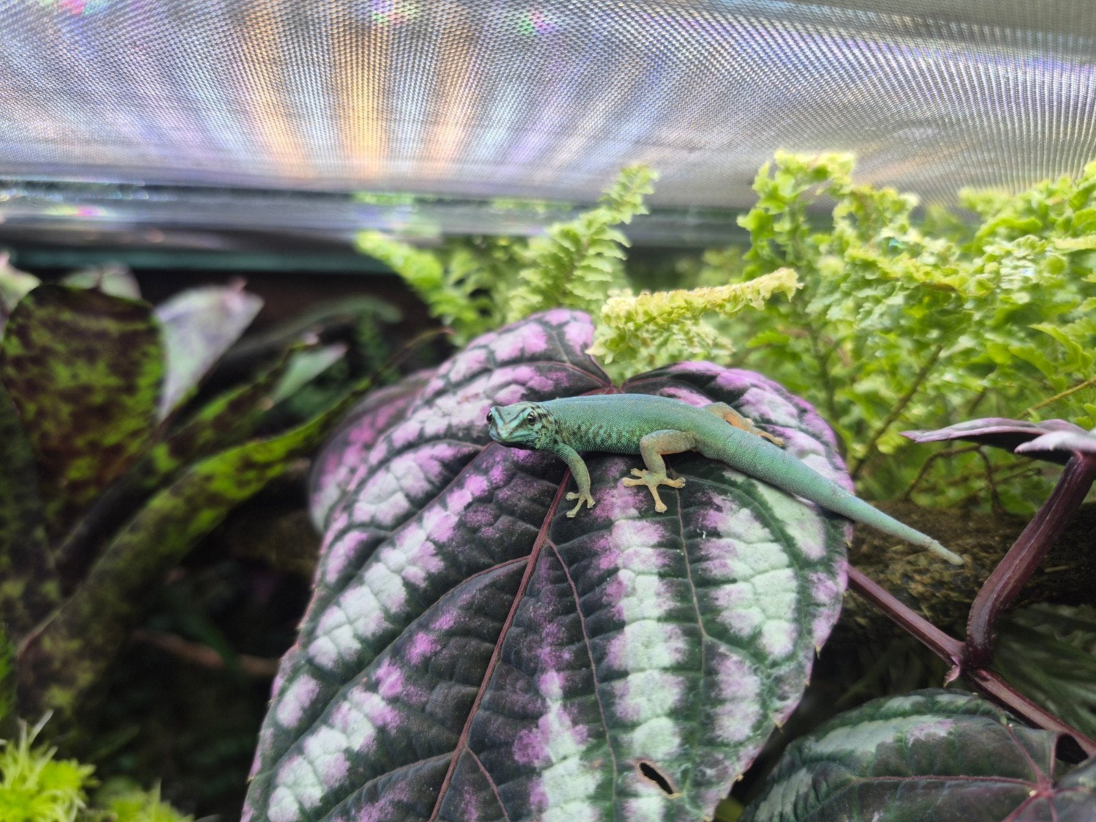 Lygodactylus williamsi 1.0.0, Dieren en Toebehoren, 0 tot 2 jaar