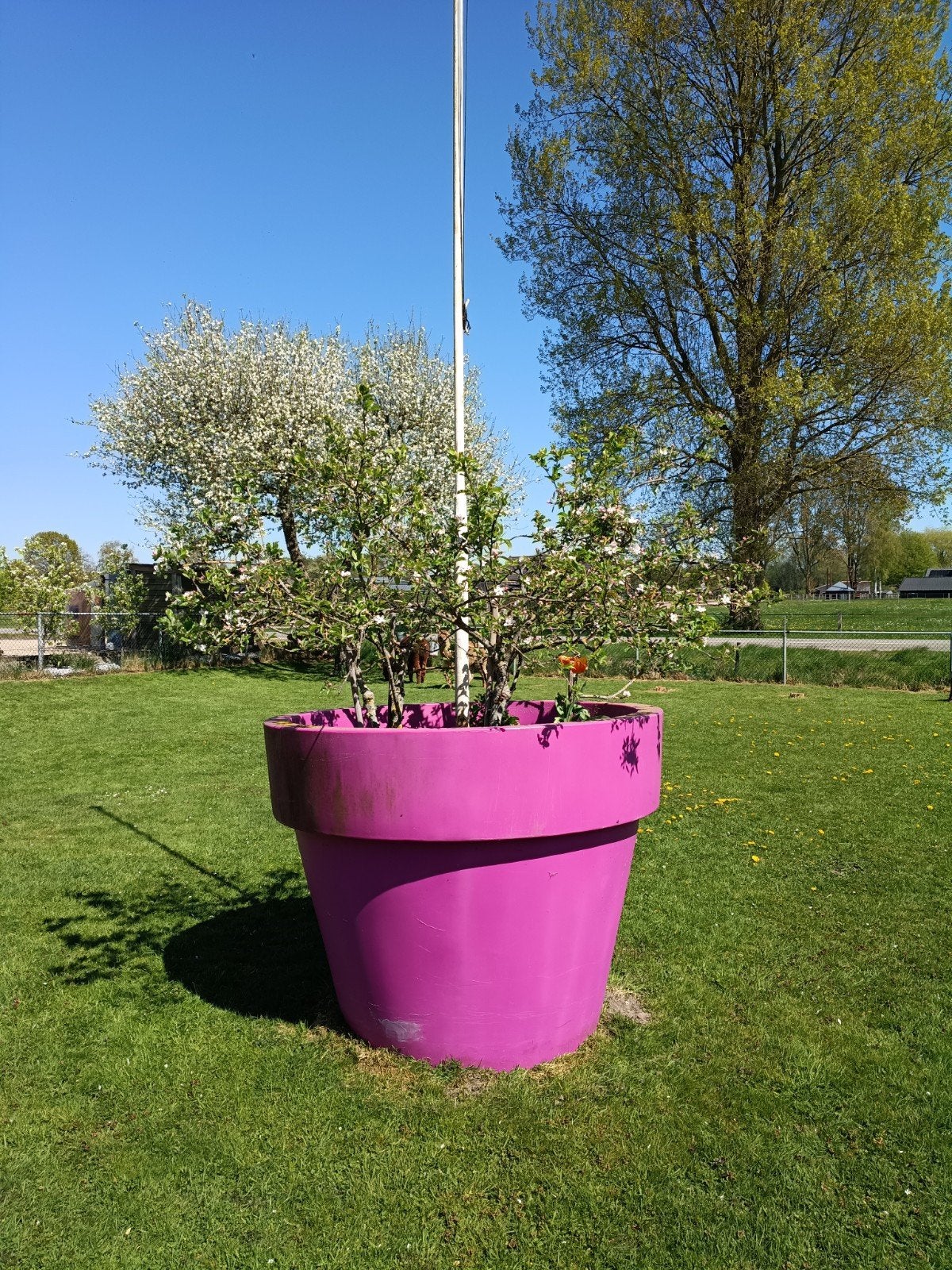 XXL Fuchsia Roze Bloempot - Grote Kunststof Plantenbak, Ophalen, Kunststof, Gebruikt, 100 cm of meer