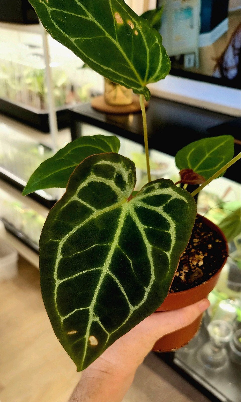 Anthurium Crystallinum x Red Spider x Forgetii Dark Form, Verzenden, Halfschaduw, Minder dan 100 cm