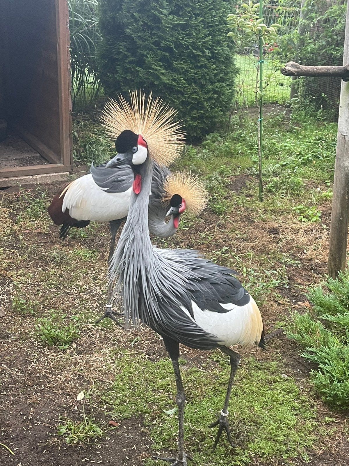1-1 Kroonkraanvogels 2024 onverwant te koop, Dieren en Toebehoren, Meerdere dieren, Overige soorten