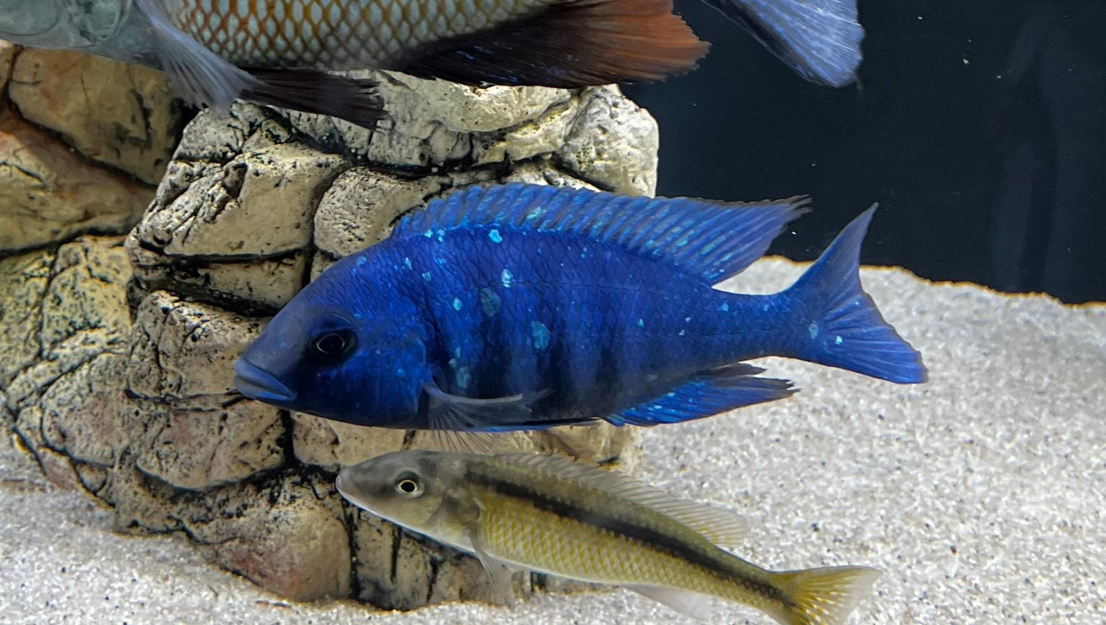 phenochilus star sapphire mannetje (malawi), Dieren en Toebehoren, Vis
