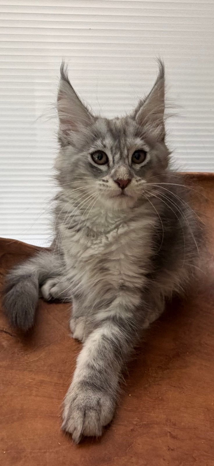 Prachtige maine coon kittens uit Russische lijnen, Dieren en Toebehoren, Poes, Gechipt
