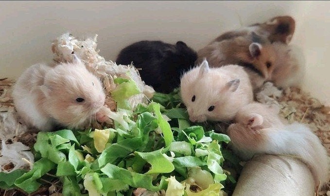 Syrische hamster jonkies, Hamster, Mei, Meerdere dieren, Tam