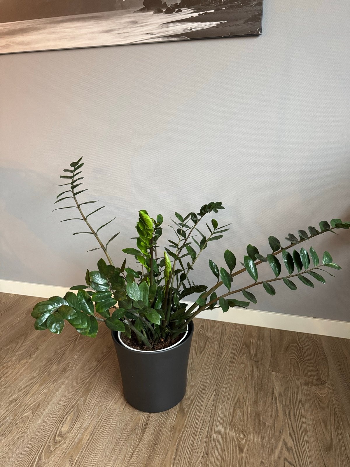 Zamioculcas Zamiifolia - ZZ Plant - Gemakkelijke Kamerplant, Huis en Inrichting, Kamerplanten, Ophalen, Overige soorten, Halfschaduw