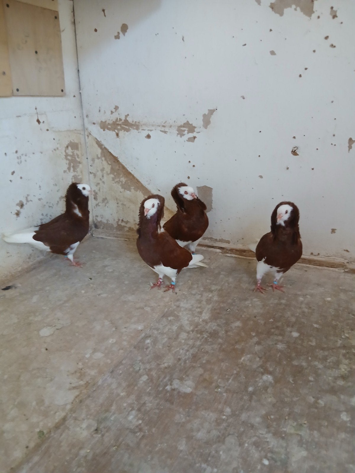 kapucijners lees omschrijving, Dieren en Toebehoren, Vogels | Duiven