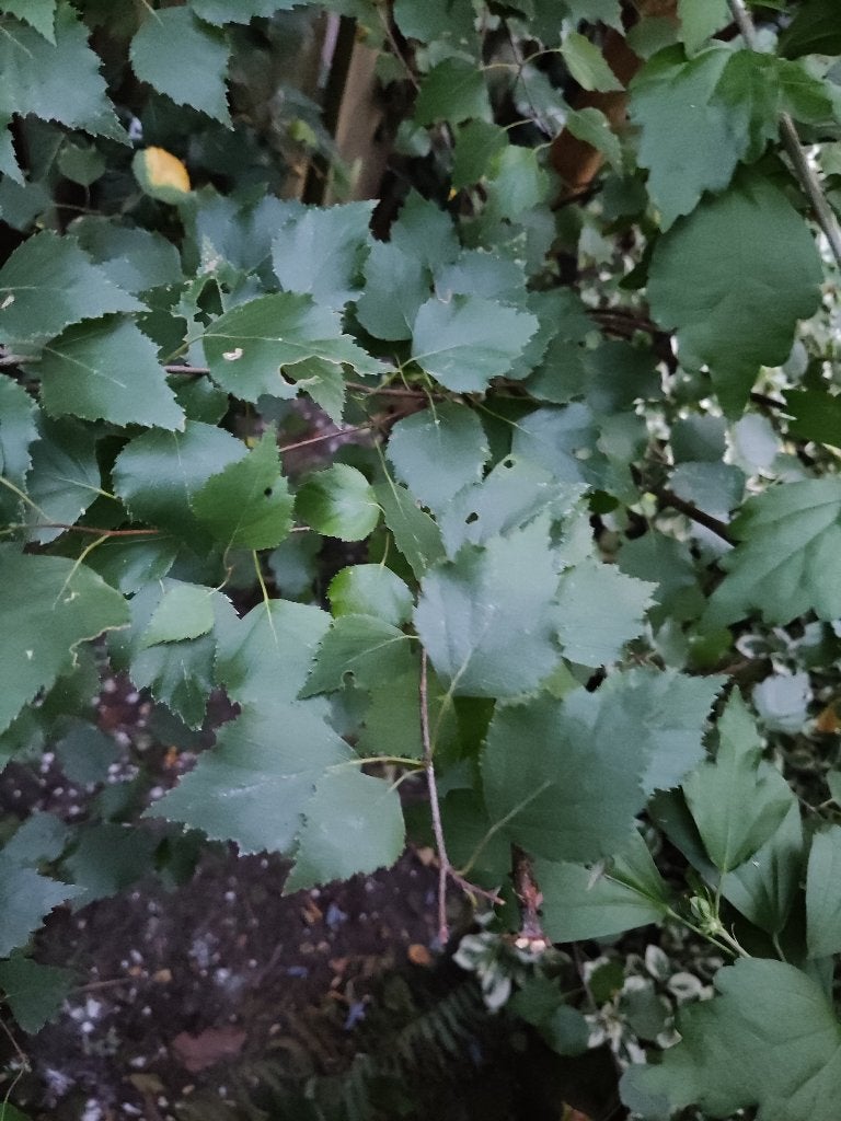 jonge zachte berk, nu ca 3m.,  over te nemen in ca. november, Tuin en Terras, Planten | Bomen, Overige soorten, Lente, 100 tot 250 cm