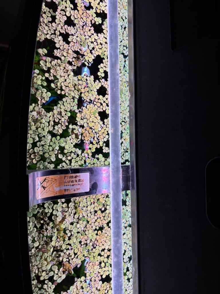 Drijfplanten te koop, Dieren en Toebehoren, Ophalen of Verzenden