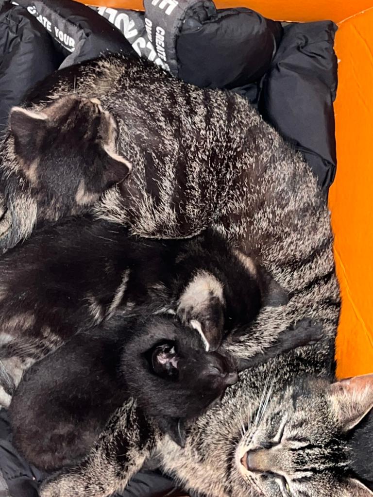 Lieve kitten 9 weken oud, Kater