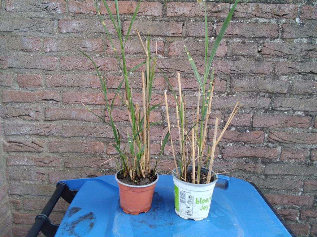 Zebragras - Decoratief siergras van 180cm hoog, Volle zon, Vaste plant, Siergrassen, Ophalen of Verzenden