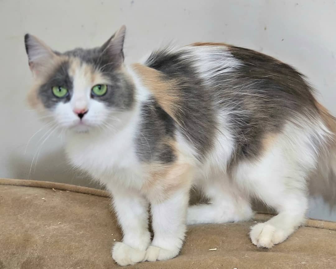 poesje noga, Poes, Gechipt, 0 tot 2 jaar