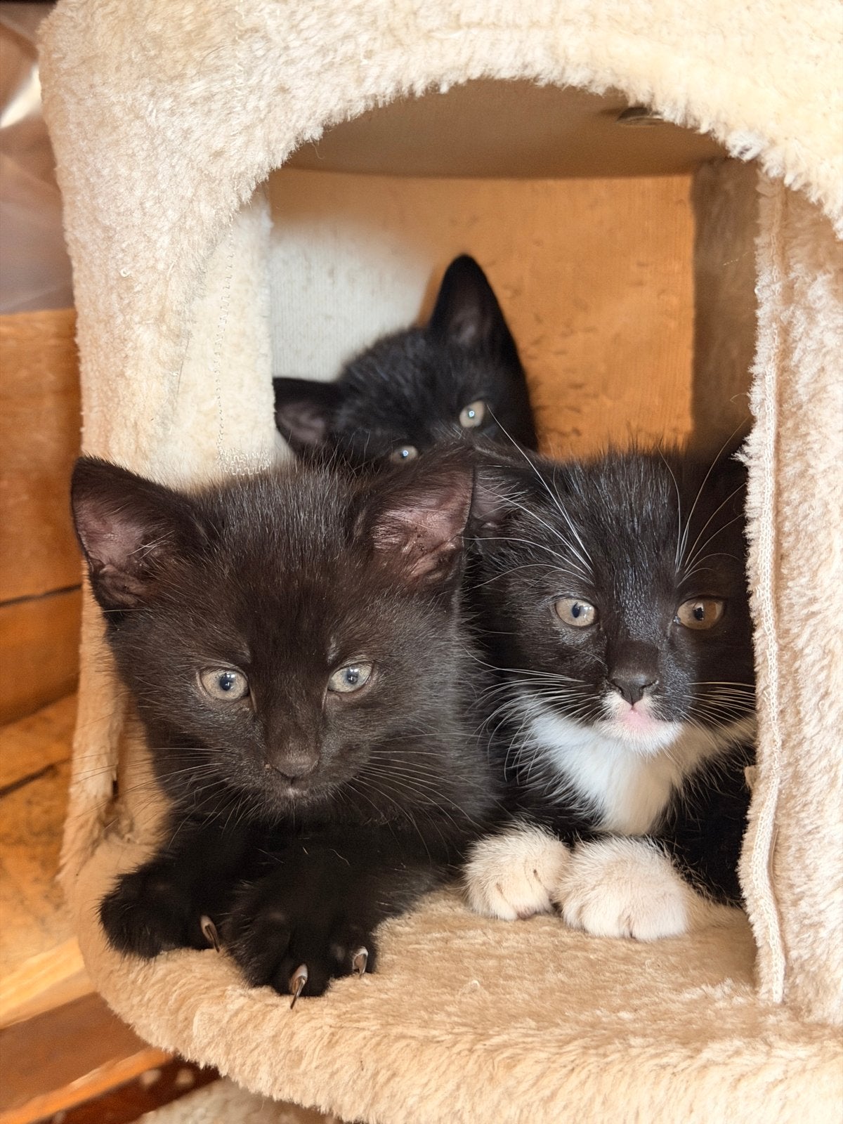 Kittens te koop!