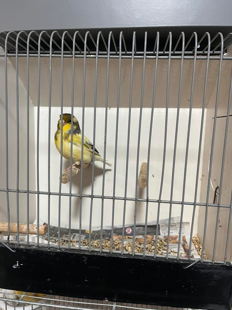 Golster man mooie vogel, Dieren en Toebehoren, Vogels | Kanaries, Mannelijk