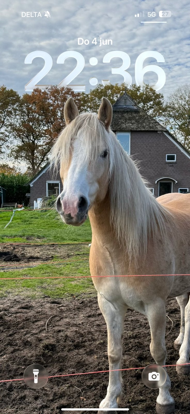 Verzorgster gezocht, Dieren en Toebehoren, 2 of 3 paarden of pony's