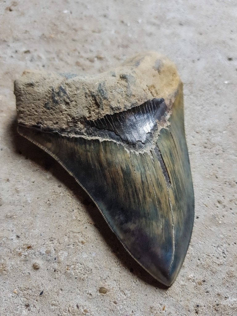 megalodon, Verzamelen, Ophalen of Verzenden