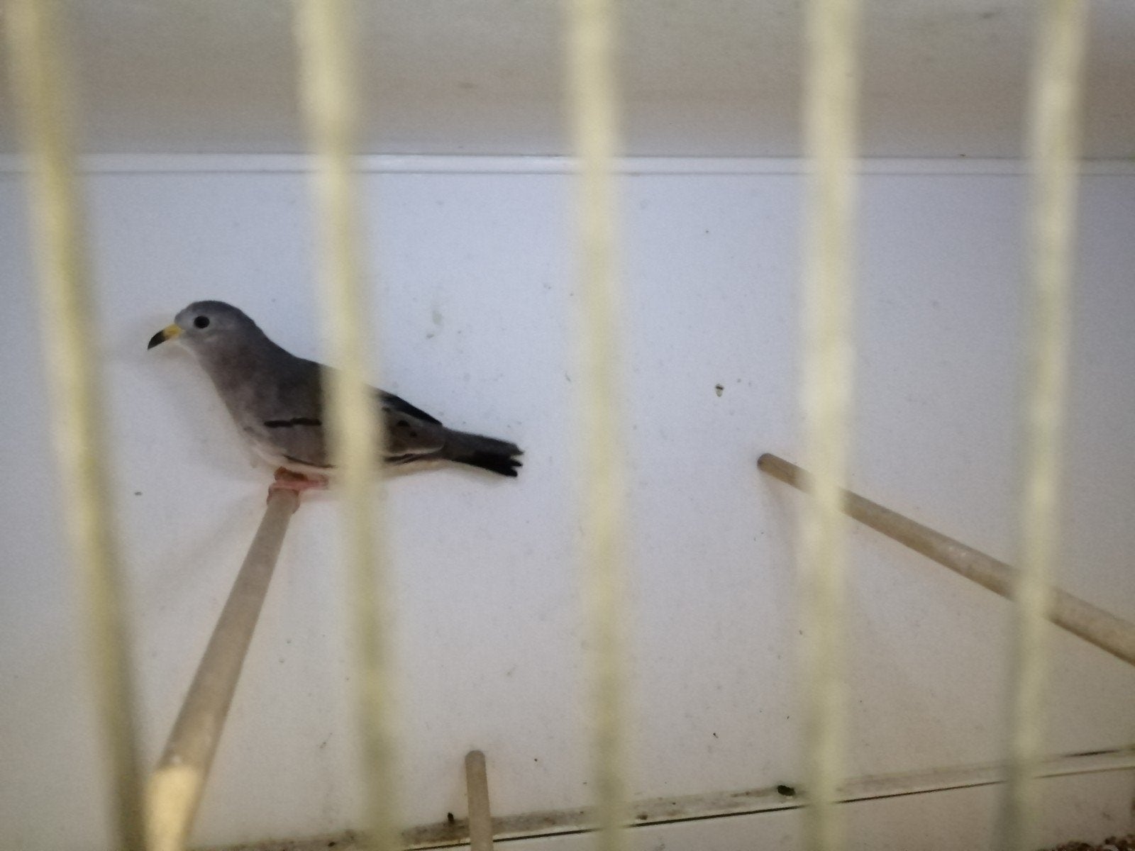 tekoop peru duiven, Dieren en Toebehoren, Vogels | Duiven, Meerdere dieren, Overige soorten