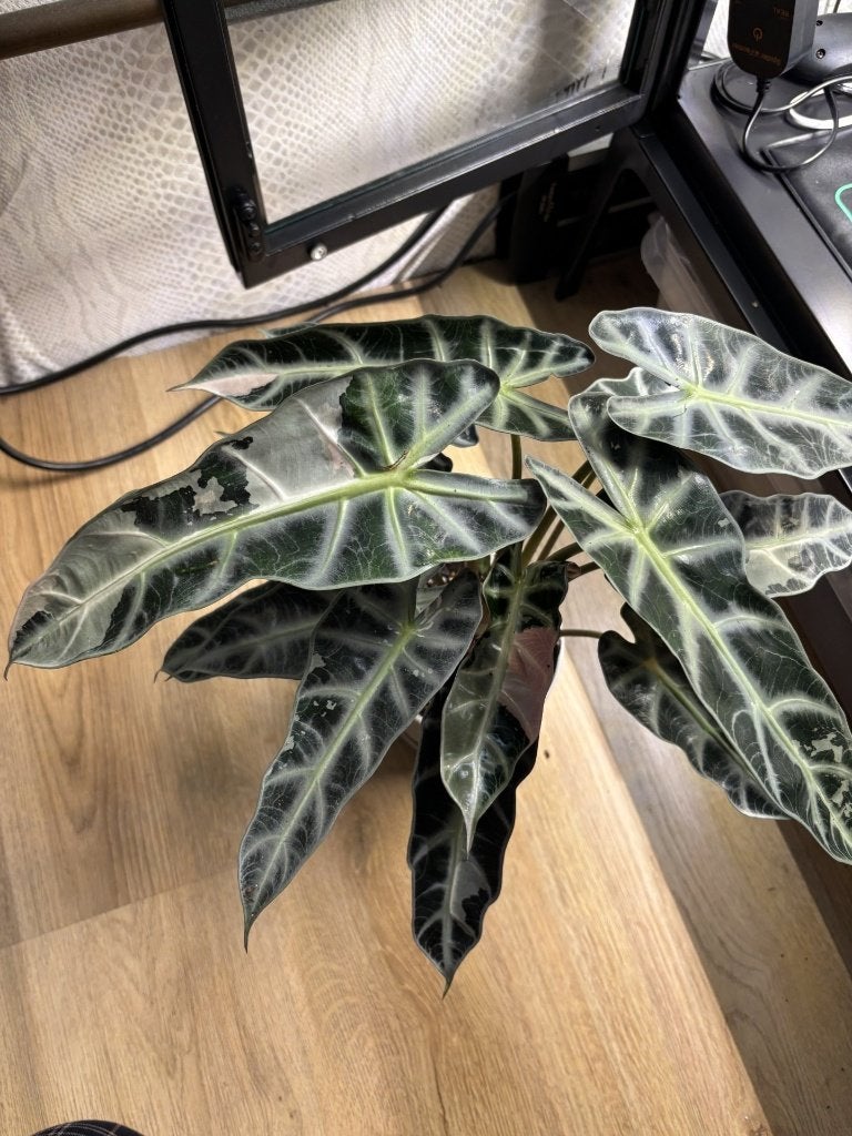 Alocasia bambino pink knol, Overige soorten, Minder dan 100 cm, Groene kamerplant, Halfschaduw
