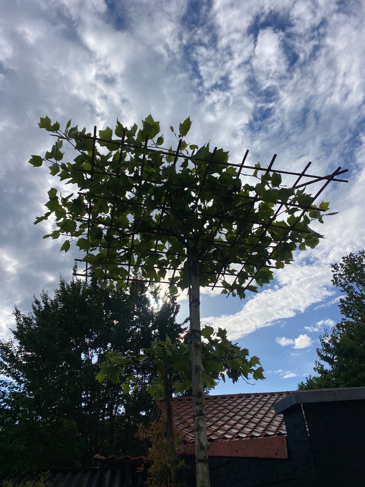 Dak plataan 325 hoog dak 180x180 cm nu €175,00, Tuin en Terras, Planten | Bomen, Volle zon, Bloeit niet, 100 tot 250 cm, Overige soorten