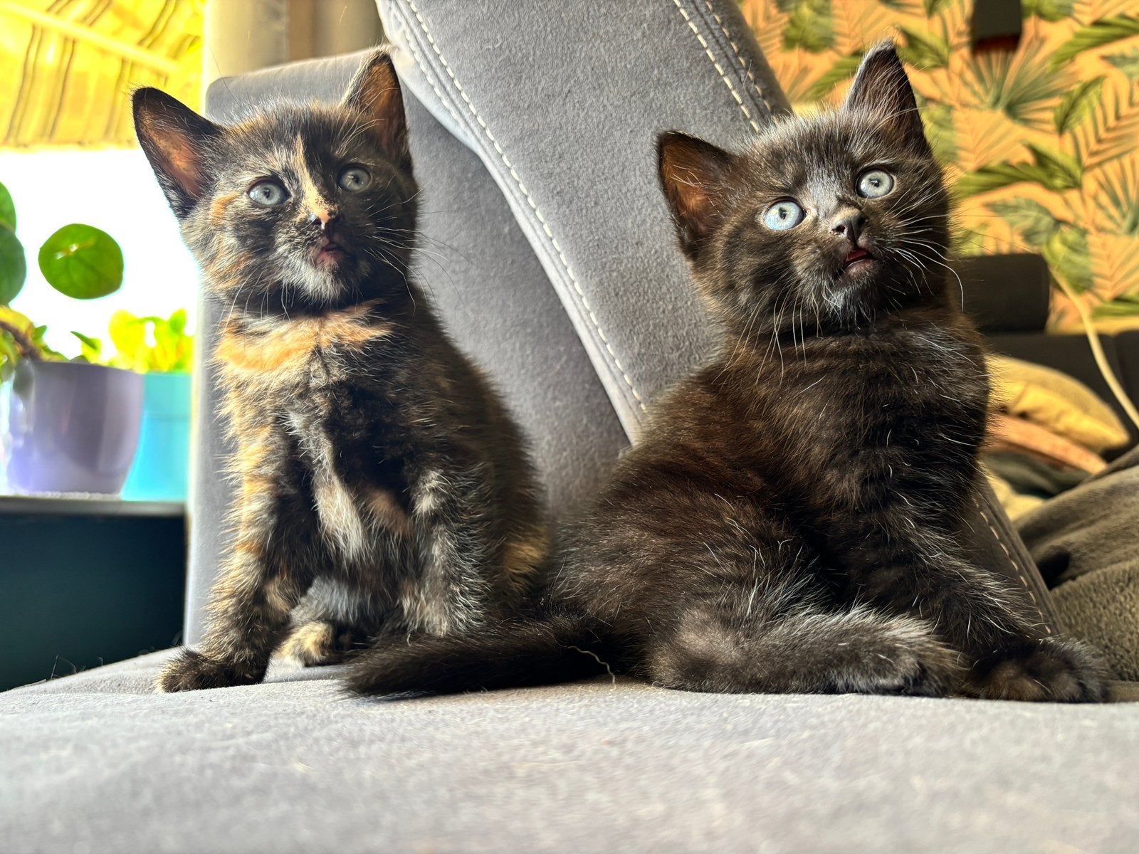 Super lieve Kittens, Dieren en Toebehoren, Katten en Kittens | Raskatten | Korthaar, Poes, Ontwormd, 0 tot 2 jaar
