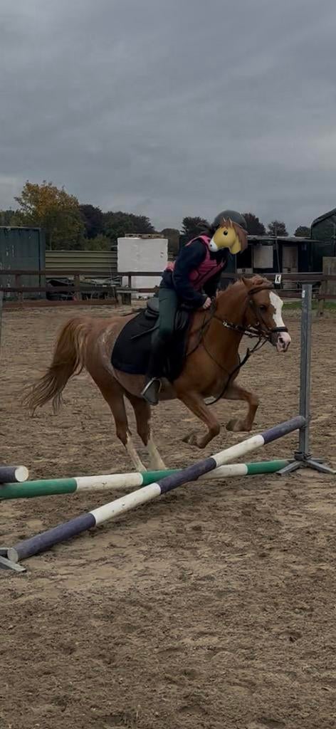 Verzorg/rij  pony/paard gezocht, Ophalen of Verzenden, Nieuw