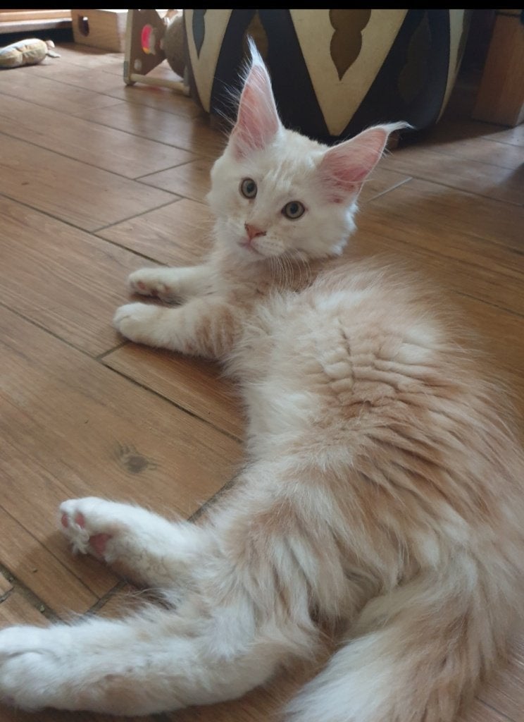 Maine coon kittens met stamboom, Dieren en Toebehoren, Meerdere dieren, Met stamboom