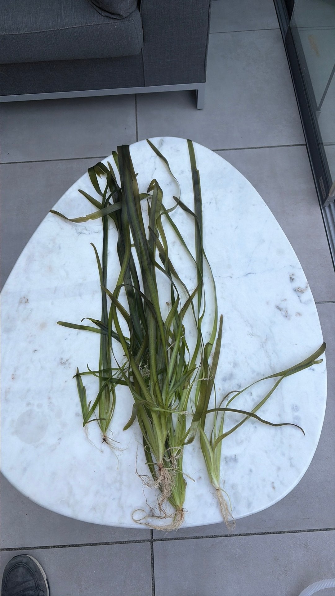 Valisneria stekken, Ophalen, Zo goed als nieuw, Plant(en), Steen of Hout