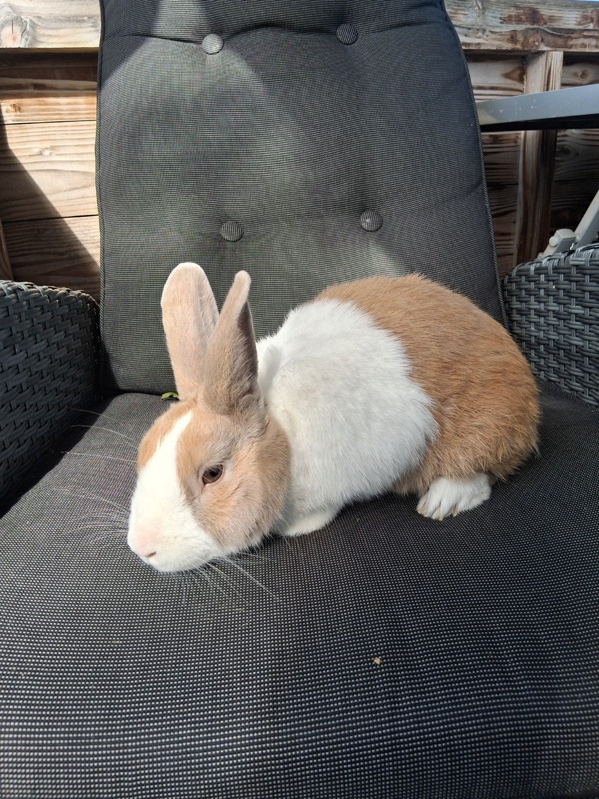mooi hollander konijn ram, Dieren en Toebehoren, Mannelijk, Middelgroot, 0 tot 2 jaar