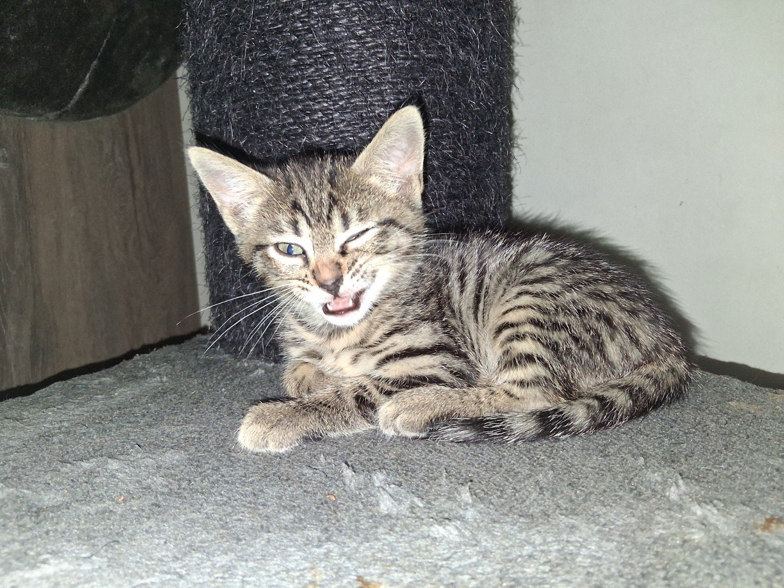 Bengaalse kruizing  britse korthaar kittens, Dieren en Toebehoren, Katten en Kittens | Raskatten | Korthaar, Meerdere dieren