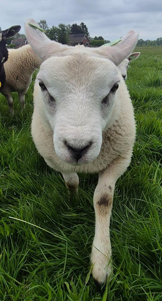 Ram vanaf juni beschikbaar, Mannelijk, Schaap, 0 tot 2 jaar
