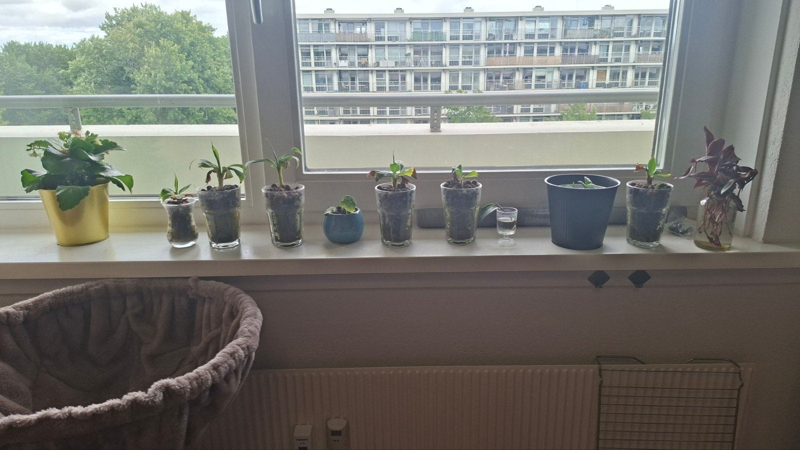 Diverse plantenstekjes voor een groene start, Vaste plant, Bloeit niet, Halfschaduw, Ophalen