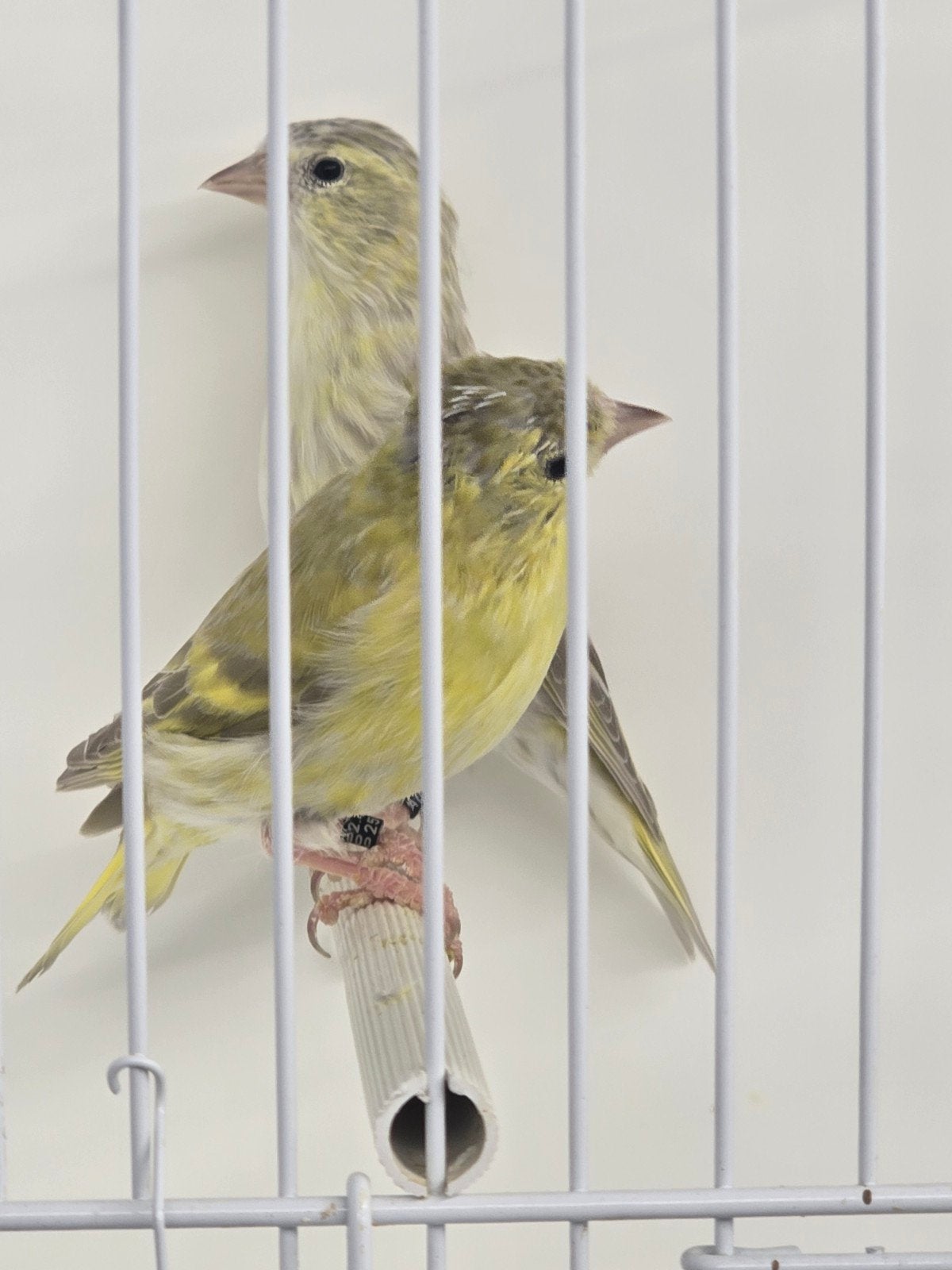 Isabel Europese Sijs pop 2025

Correct geringd

Isabel, Dieren en Toebehoren, Meerdere dieren, Wildzangvogel, Geringd