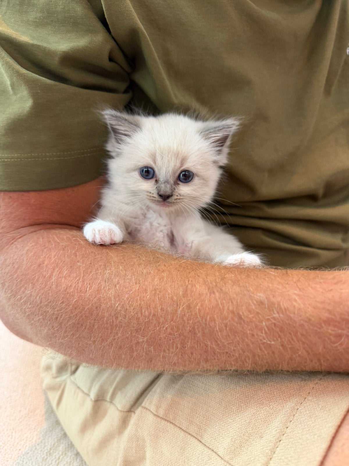Ragdoll kittens, Meerdere dieren