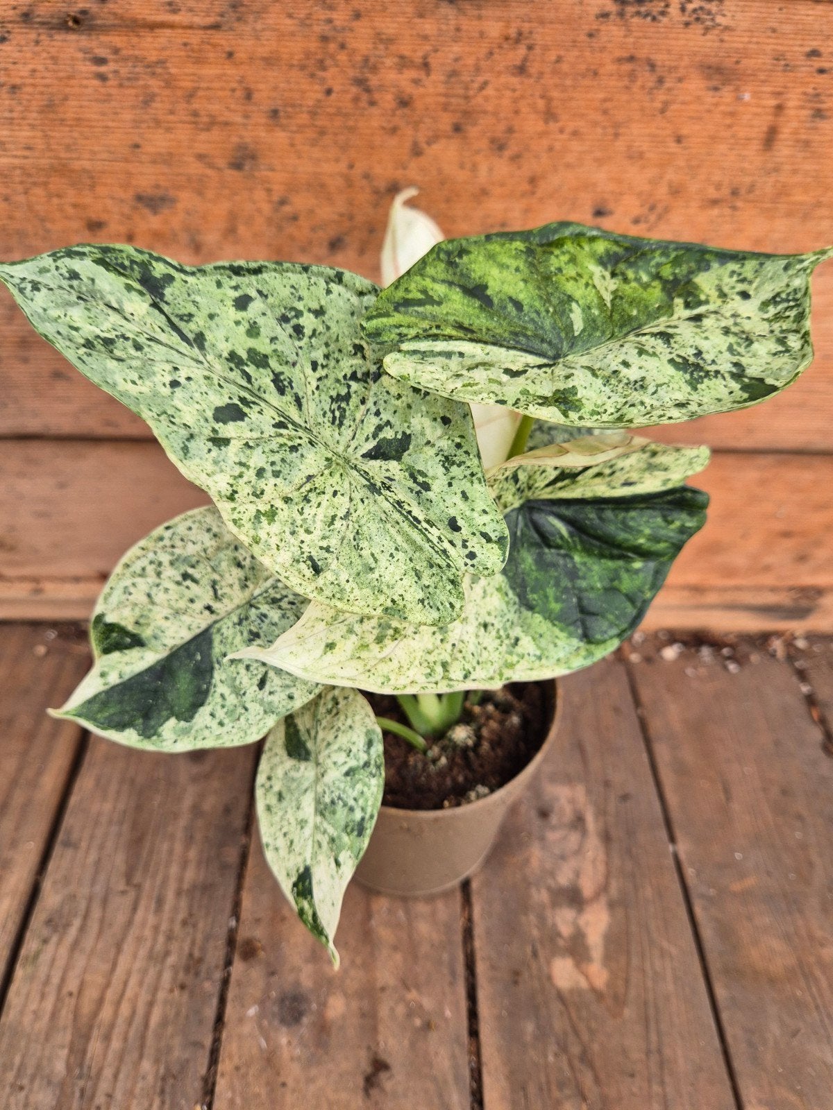Alocasia Dragon scale Mint p11 (9)