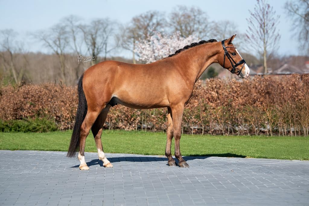New forest ter dekking, Dieren en Toebehoren, Hengst