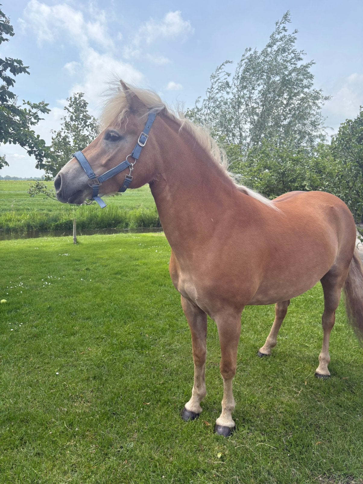 Haflinger, Merrie, Minder dan 160 cm, 3 tot 6 jaar, Recreatiepaard