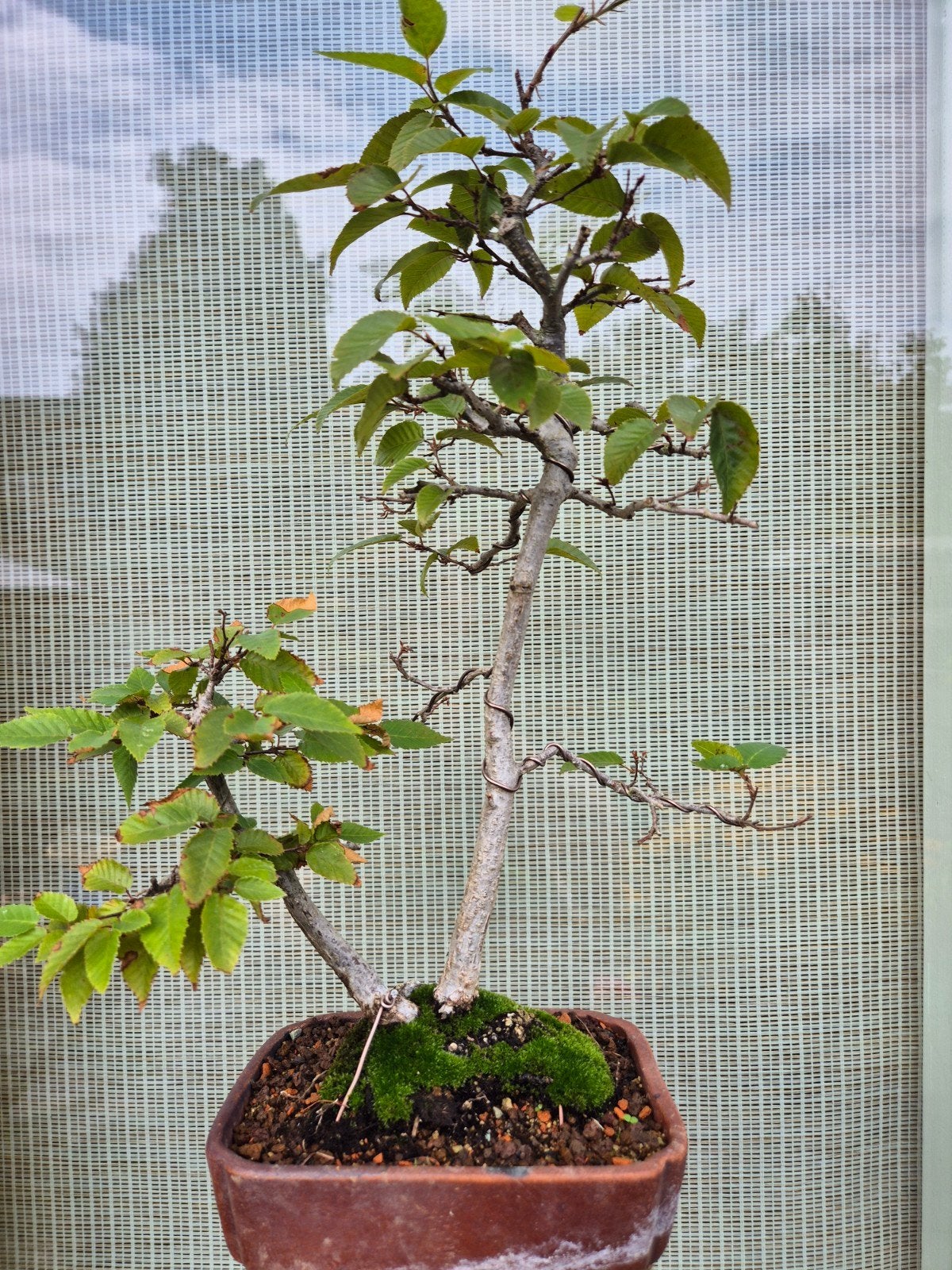 Oosterse Haagbeuk Bonsai - boom met karakter, Bloeit niet, Halfschaduw, Overige soorten, Minder dan 100 cm