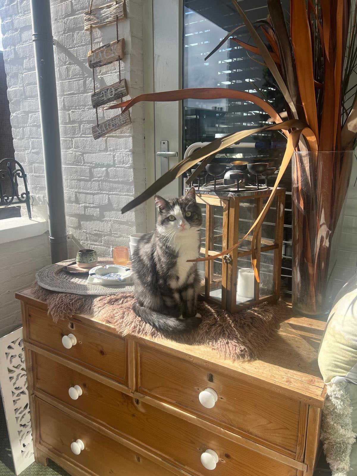 Prachtige en lieve kater zoekt een nieuw thuis ️