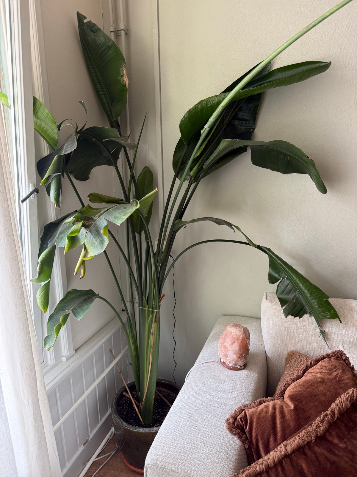 Grote Strelitzia Nicolai - Paradijsvogelplant, Ophalen, Overige soorten, Halfschaduw, In pot