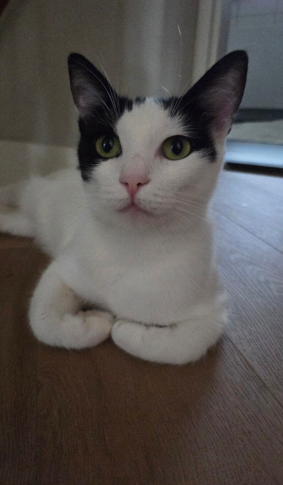 lieve Matzi ter adoptie, Poes, Kortharig, 0 tot 2 jaar