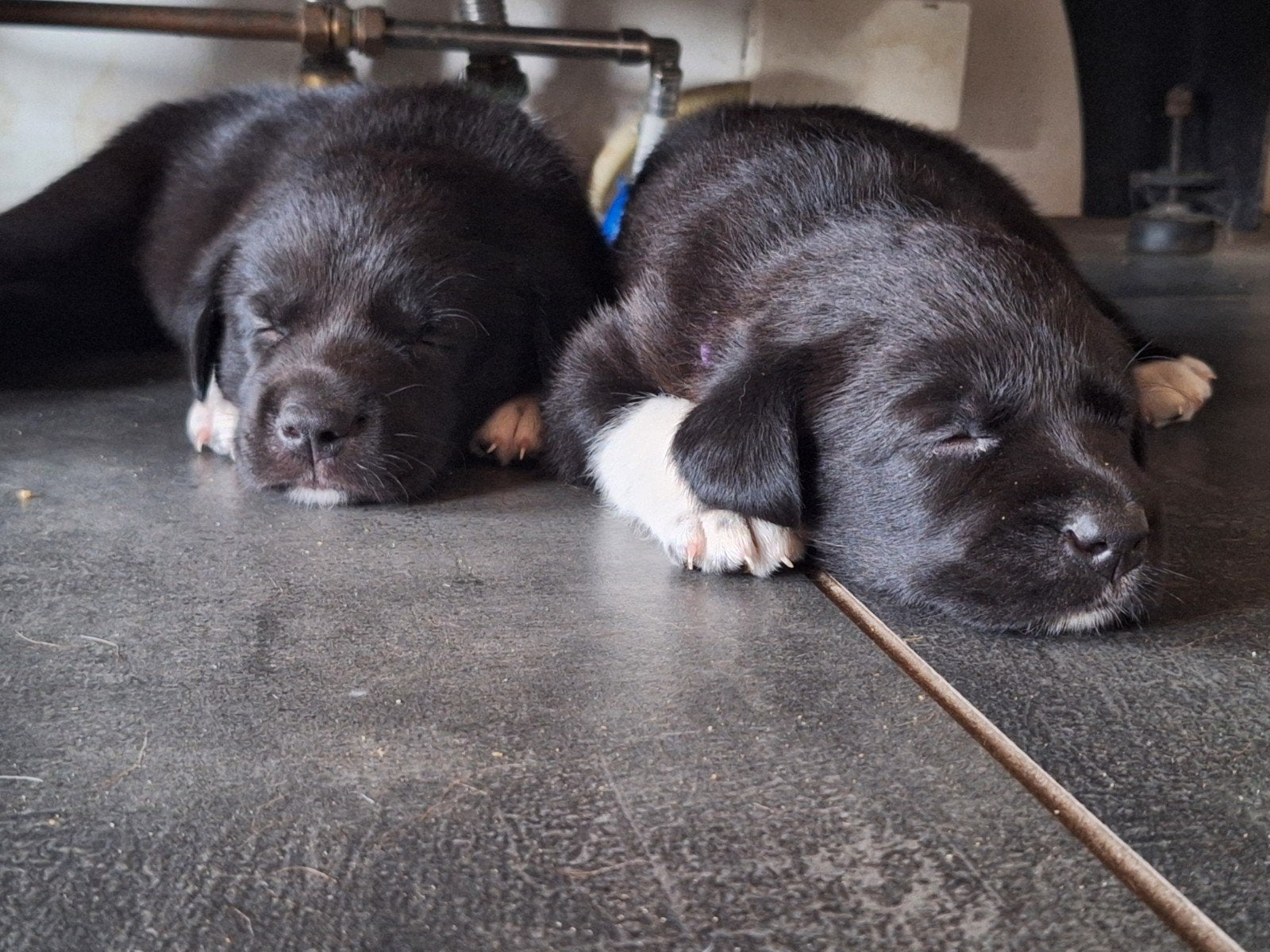 Lieve Borador puppy's / Labrador x Border Collie, 8 tot 15 weken, Meerdere, Meerdere dieren, Middel