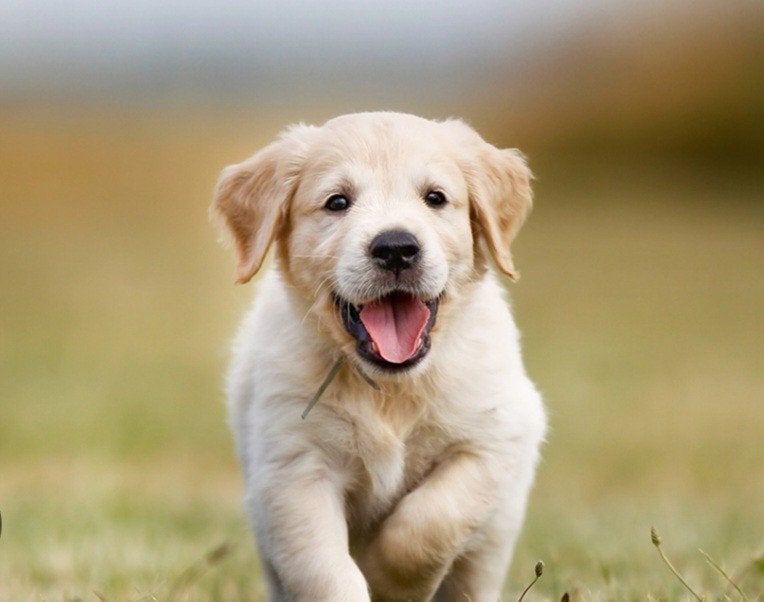 Gezocht:lieve gezonde golden retriever pup teefje, Dieren en Toebehoren, Golden retriever, Nederland, 8 tot 15 weken, Teef