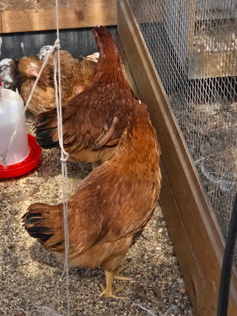 4 Mooie bruine leghennen, Dieren en Toebehoren, Vrouwelijk, Kip
