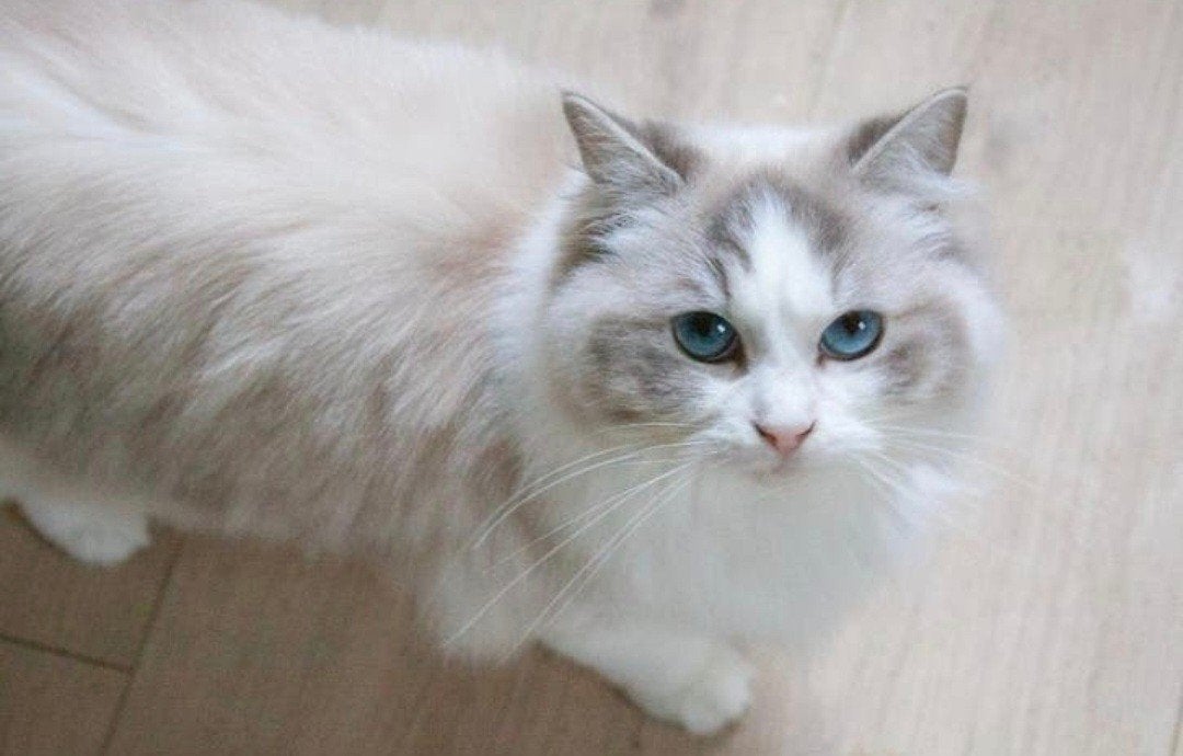 Lieve Ragdoll Poes met stamboom | 2 jaar, Poes, 0 tot 2 jaar