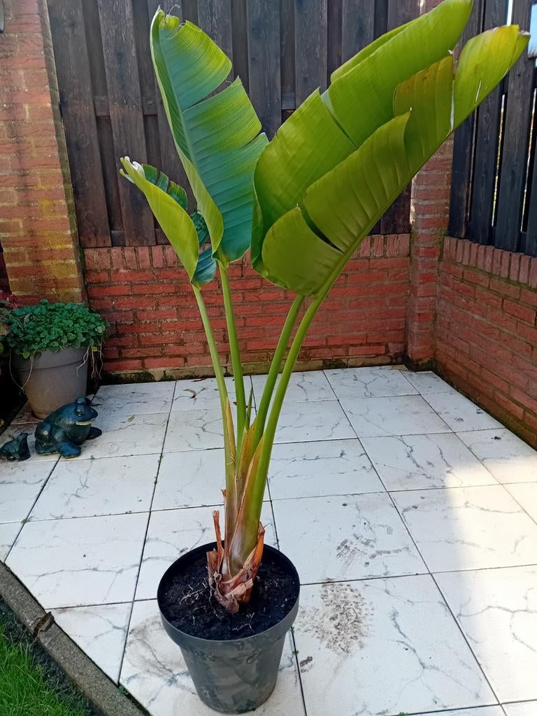 Strelitzia Reginac, Ophalen